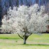 Dogwood Tree