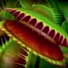Carnivorous Plants Collections: Fly Trap, Sundew, Nepenthes