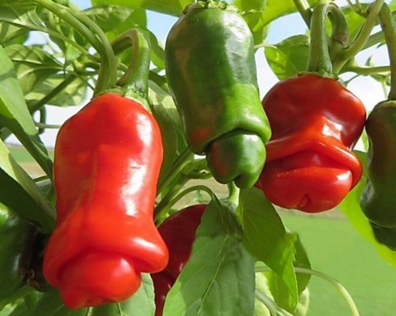 How to Grow Peter Pepper Plants: A Step-by-Step Guide