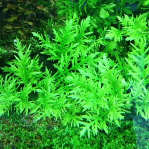 7 Stems Aquarium, Aquarium Collection for Planting