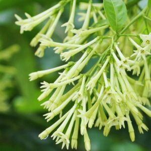 Alternative view of Cestrum Nocturnum Plant, Night Blooming Jasmine Plant