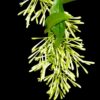 Cestrum Nocturnum Plant, Night Blooming Jasmine Plant