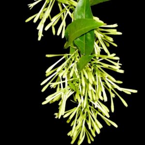 Cestrum Nocturnum Plant, Night Blooming Jasmine Plant
