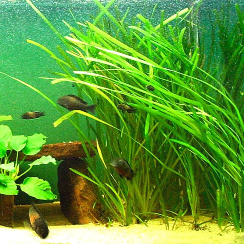 Vallisneria Jungle Val Plants - Image 5