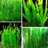 Vallisneria Jungle Val Plants