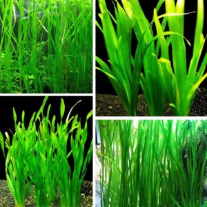 Vallisneria Jungle Val Plants