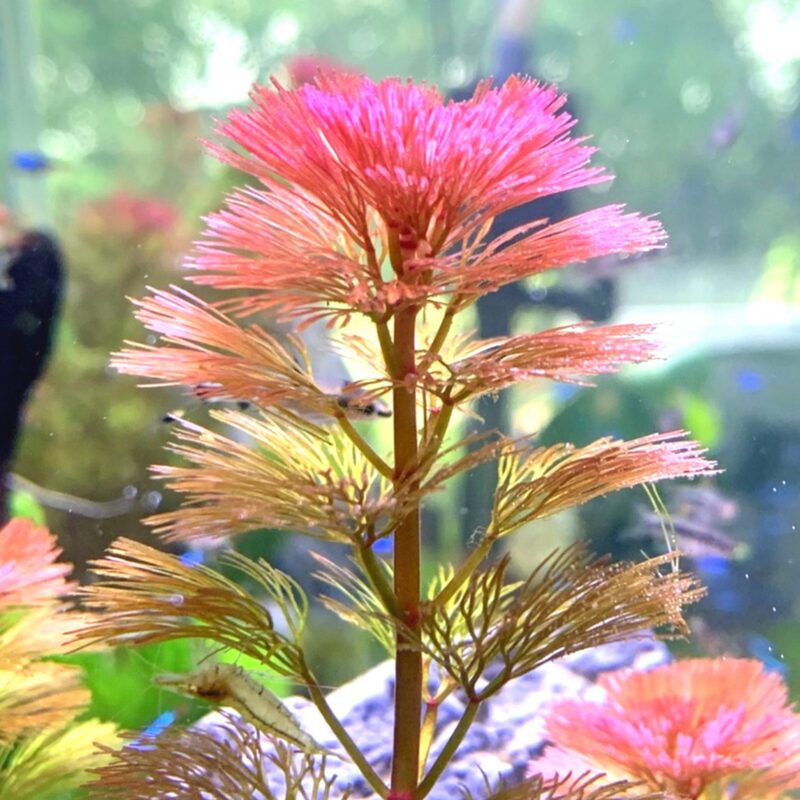 Purple Cabomba Aquarium Plant - Image 4