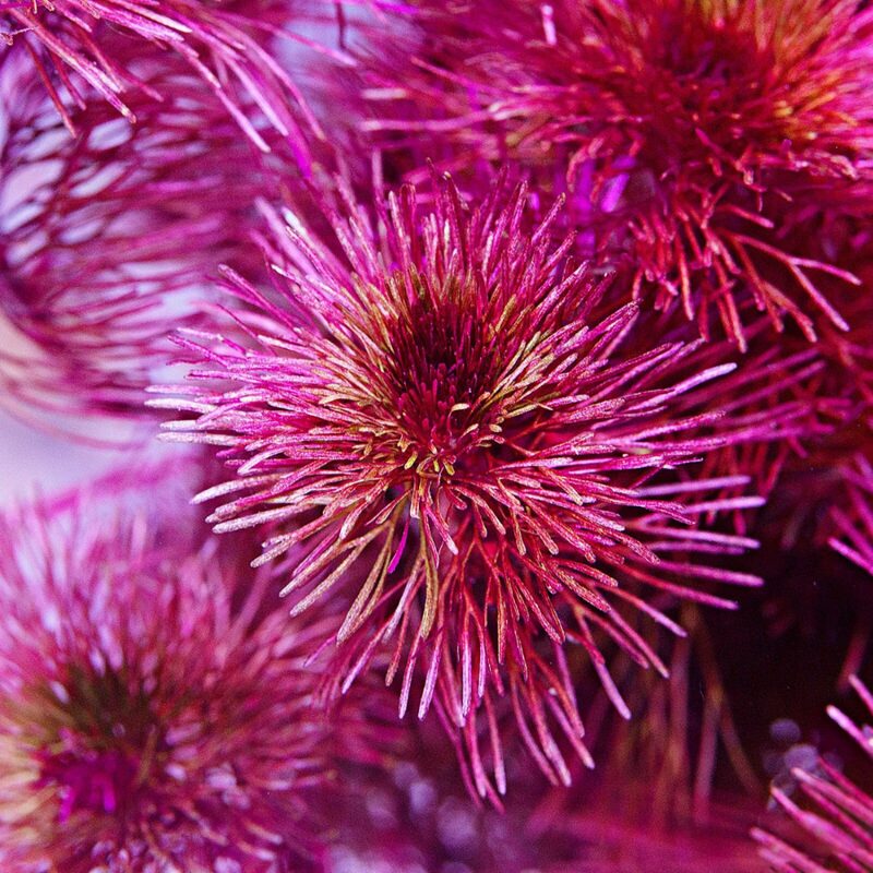 Purple Cabomba Aquarium Plant - Image 3