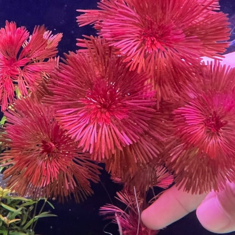 Purple Cabomba Aquarium Plant - Image 2