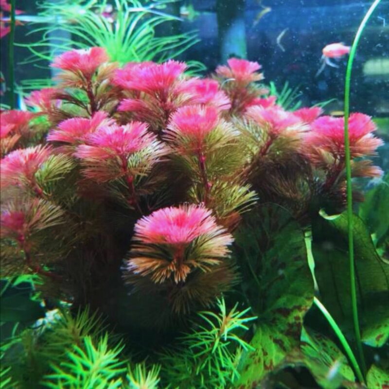 Purple Cabomba Aquarium Plant