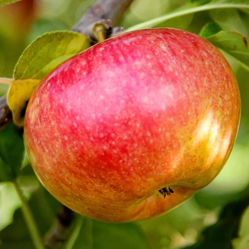 McIntosh Apple Tree, 5-6 Feet Tall - Image 5