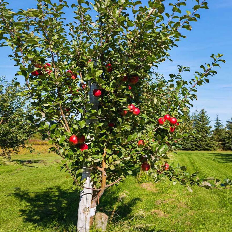 McIntosh Apple Tree, 5-6 Feet Tall - Image 3