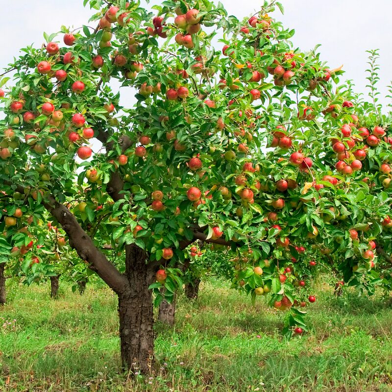 McIntosh Apple Tree, 5-6 Feet Tall - Image 2