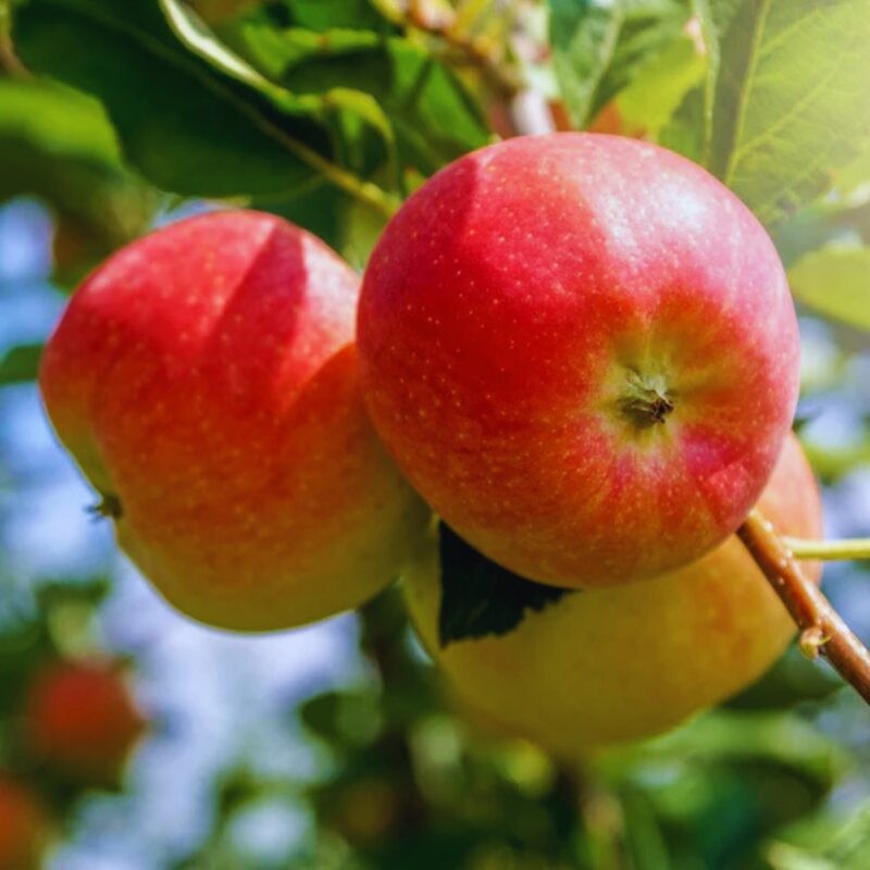 McIntosh Apple Tree, 5-6 Feet Tall