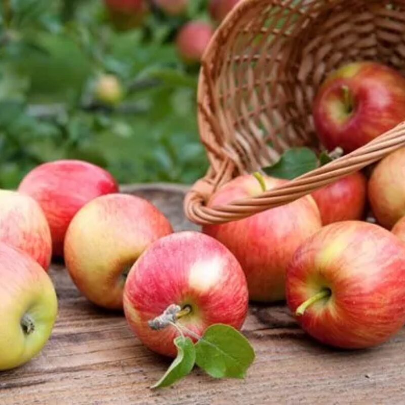 Gala Apple Tree, 4-5 Feet Tall - Image 6