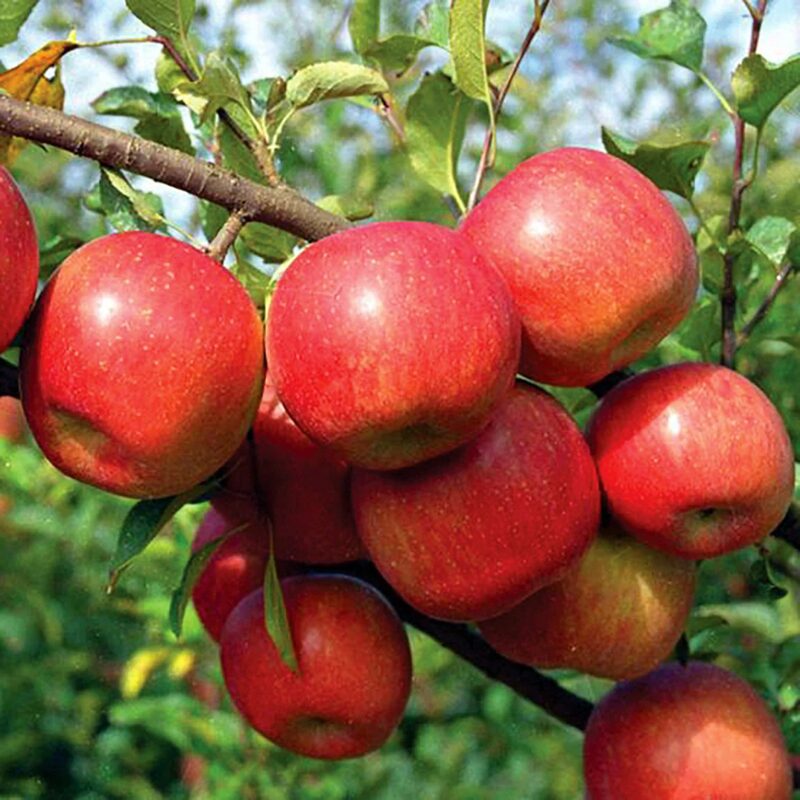 Fuji Apple Tree, 2 Plants, 4 to 8 Inc Tall - Image 3