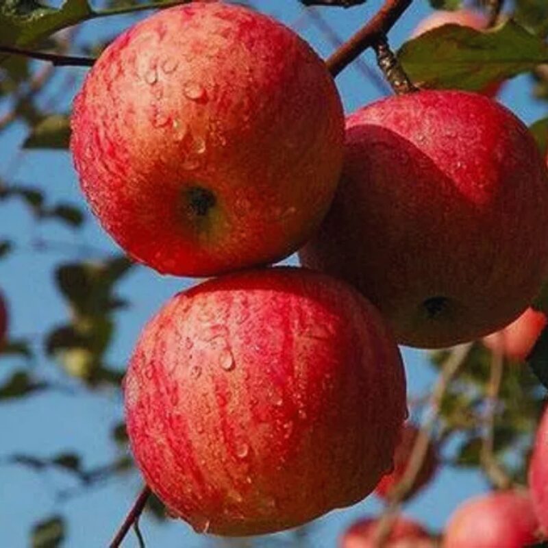 Fuji Apple Tree, 2 Plants, 4 to 8 Inc Tall - Image 2