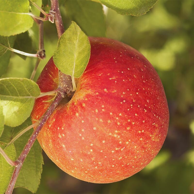 2 Fuji Apple Trees, Sweet Apple Plant Live from 4 Inc to 8 Inc Tall - Bare Root - Apple Tree Plant, Apple Fruit Tree, Sweet Fruit Plant, Cold Hardy Spring Fall Plant - Zone 3 - 5 - Image 5