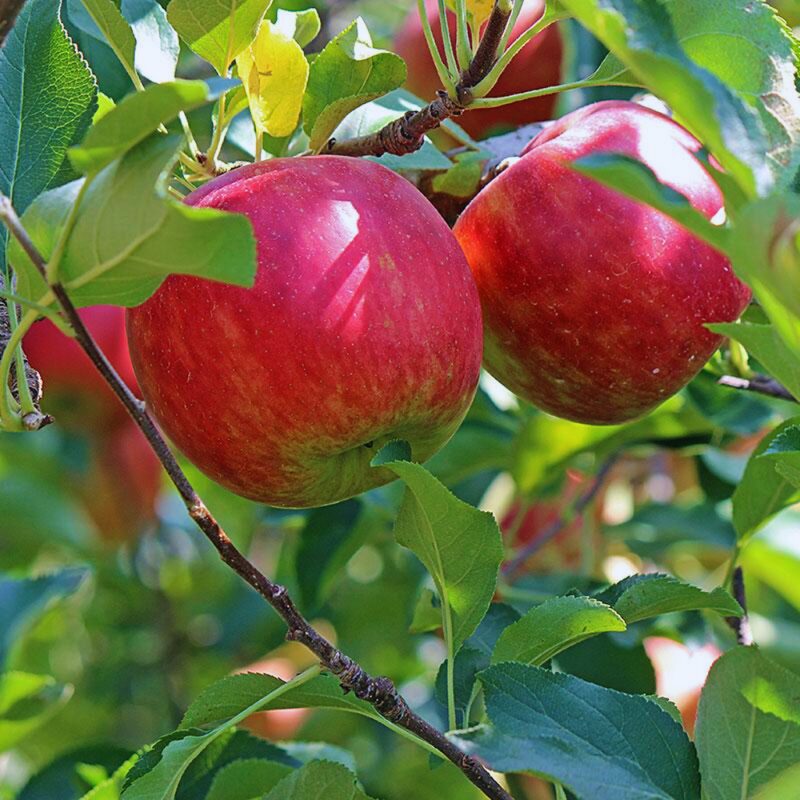 Fuji Apple Tree, 4 Inc to 8 Inc Tall - Image 2