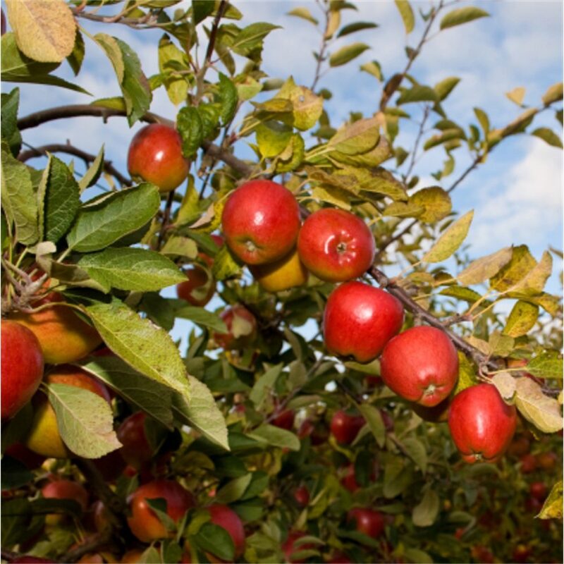 Braeburn Apple Tree, 6-7 Feet Tall - Image 6
