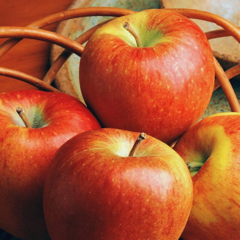 Braeburn Apple Tree, 6-7 Feet Tall - Image 3