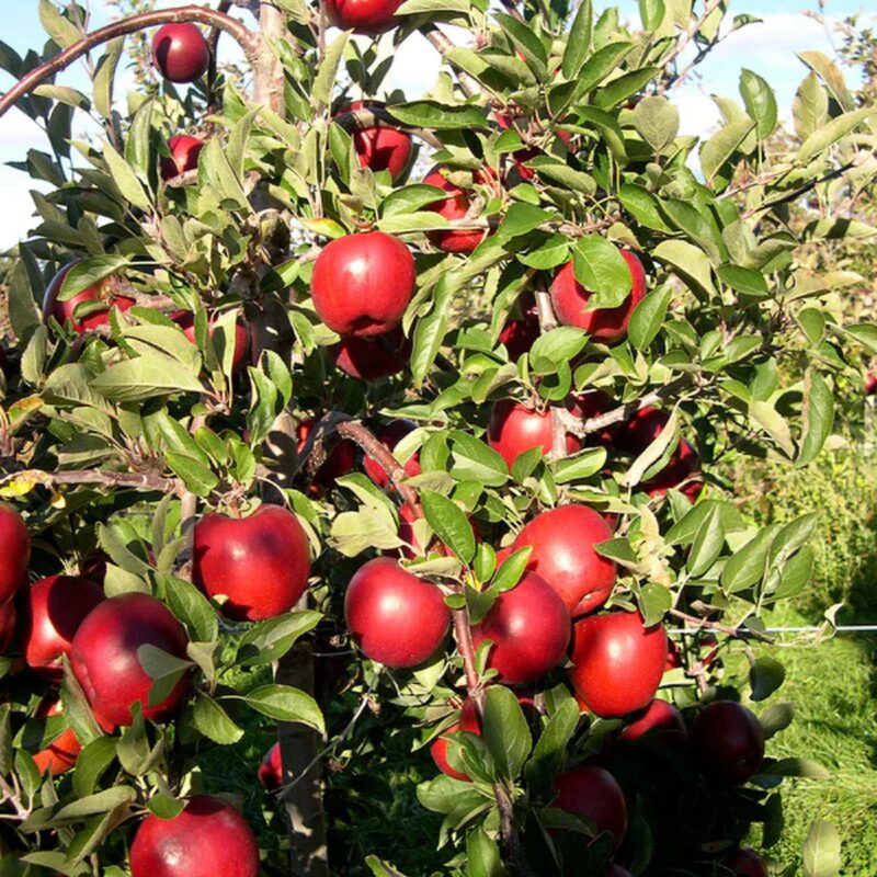 Braeburn Apple Tree, 6-7 Feet Tall - Image 2