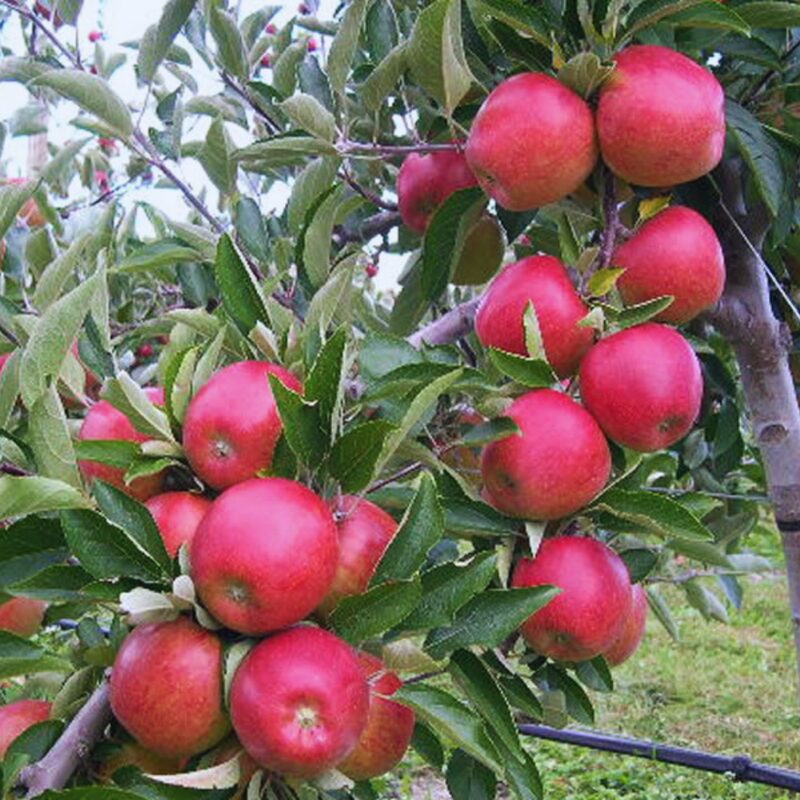 Braeburn Apple Tree, 6-7 Feet Tall