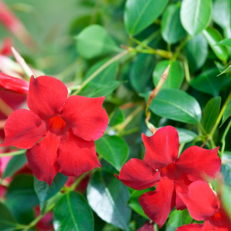 Red Mandevilla Plant, Mandevilla Dipladenia Plant - Image 6