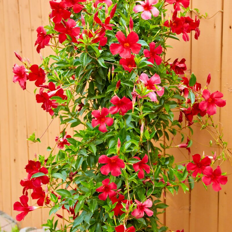 Red Mandevilla Plant, Mandevilla Dipladenia Plant - Image 4