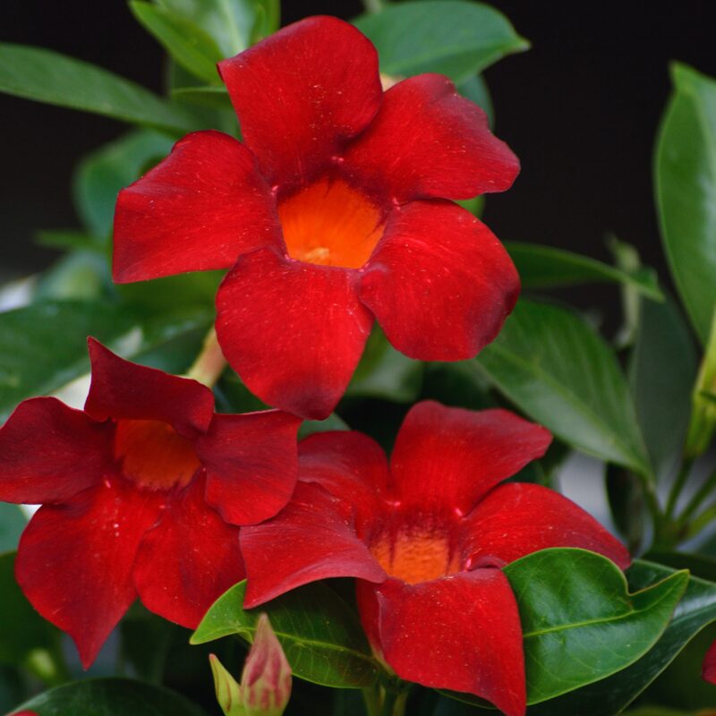 Red Mandevilla Plant, Mandevilla Dipladenia Plant - Image 3