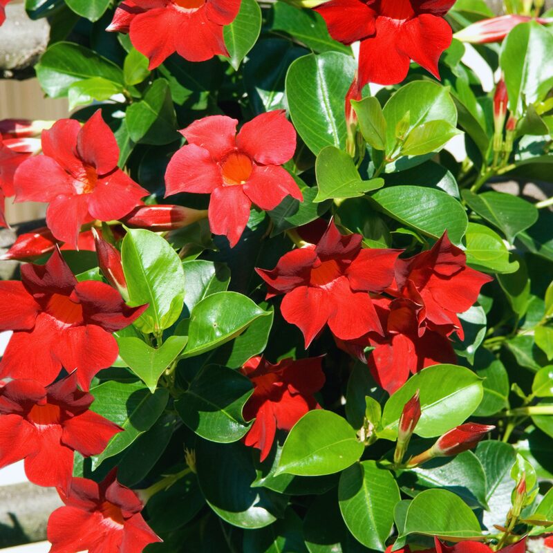 Red Mandevilla Plant, Mandevilla Dipladenia Plant - Image 2