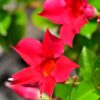 Red Mandevilla Plant, Mandevilla Dipladenia Plant