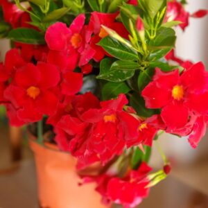 Alternative view of Red Mandevilla Plant