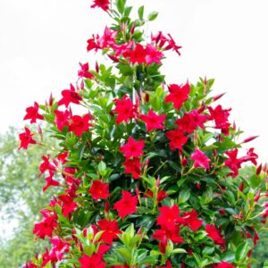 Red Mandevilla Plant