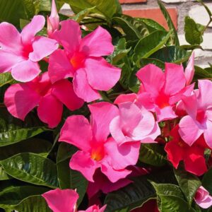 Alternative view of Mandevilla Dipladenia Plant, Pink Mandevilla Plant