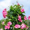 Mandevilla Dipladenia Plant, Pink Mandevilla Plant