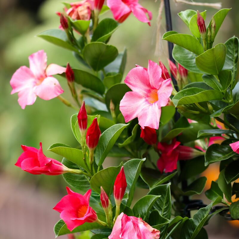 Pink Mandevilla Plant, Mandevilla Dipladenia Plant - Image 5