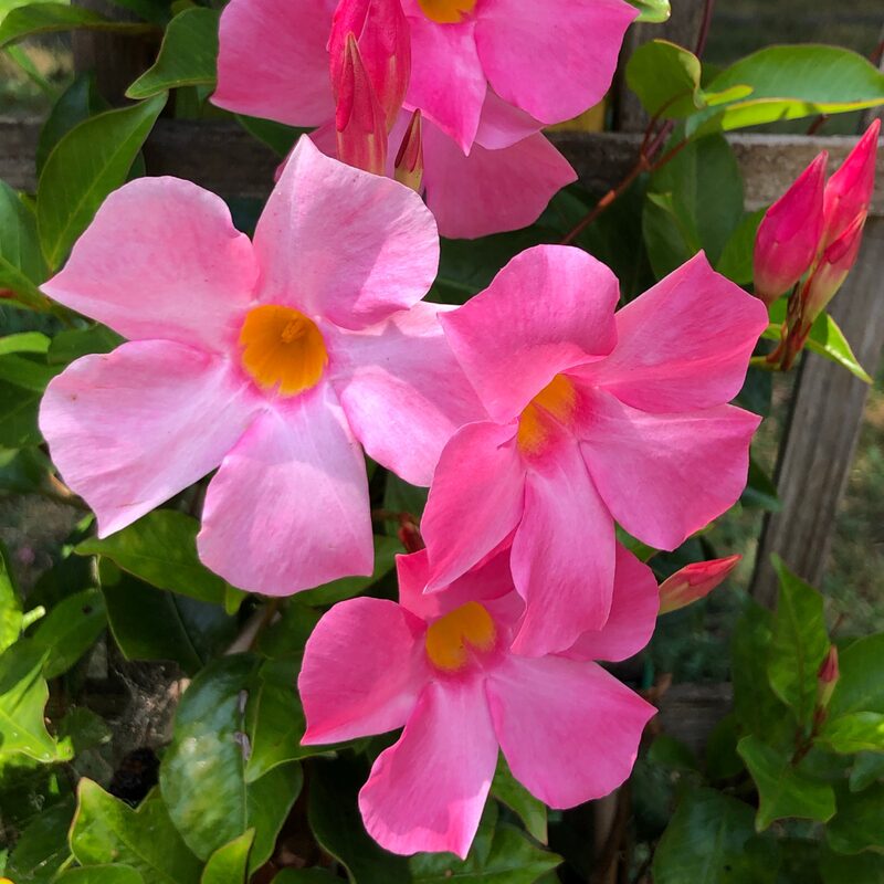 Pink Mandevilla Plant, Mandevilla Dipladenia Plant - Image 4