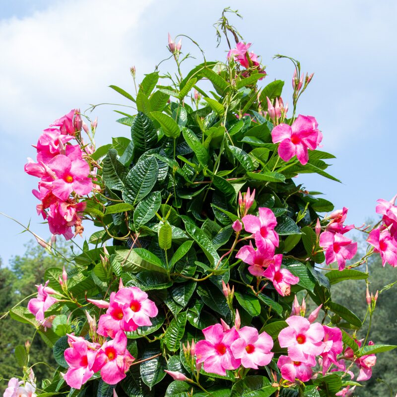 Pink Mandevilla Plant, Mandevilla Dipladenia Plant - Image 2