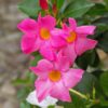 Pink Mandevilla Plant, Mandevilla Dipladenia Plant