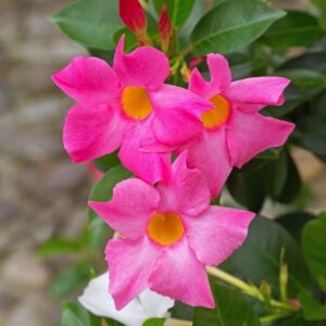 Pink Mandevilla Plant, Mandevilla Dipladenia Plant