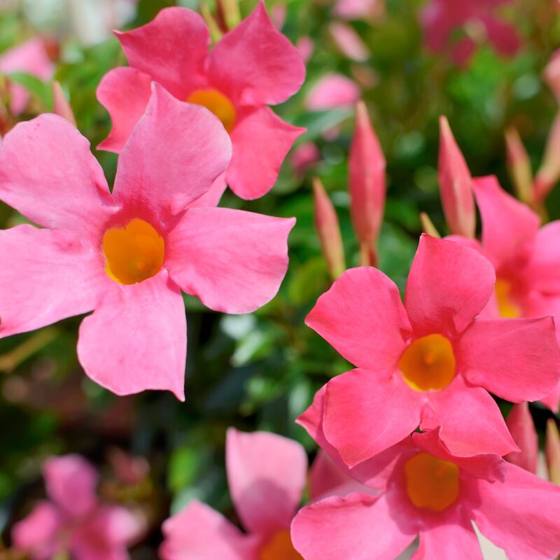 Pink Mandevilla Plant Live - Image 5