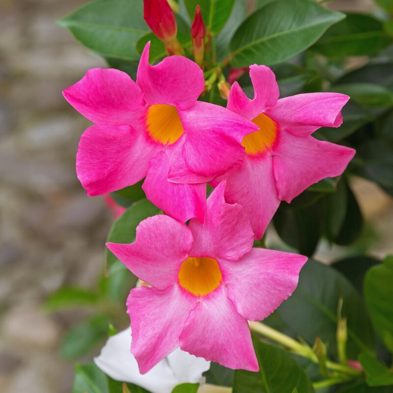Pink Mandevilla Plant Live - Image 3