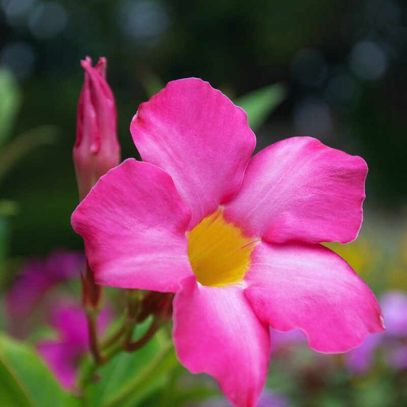 Pink Mandevilla Plant Live - Image 2
