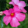 Pink Mandevilla Plant Live