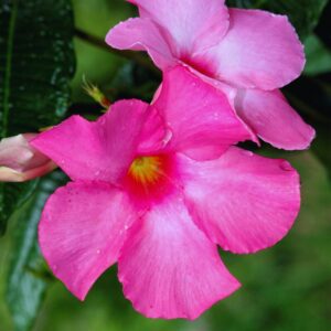 Pink Mandevilla Plant Live