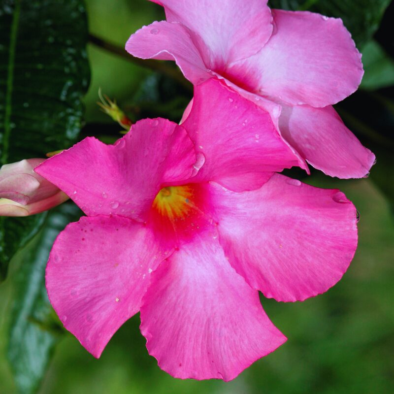 Pink Mandevilla Plant Live