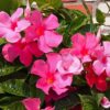 Pink Mandevilla Plant