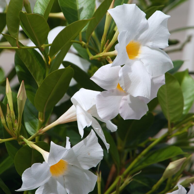 Mandevilla Dipladenia Plant, White Mandevilla Plant - Image 5