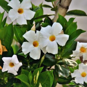 Alternative view of Mandevilla Dipladenia Plant, White Mandevilla Plant